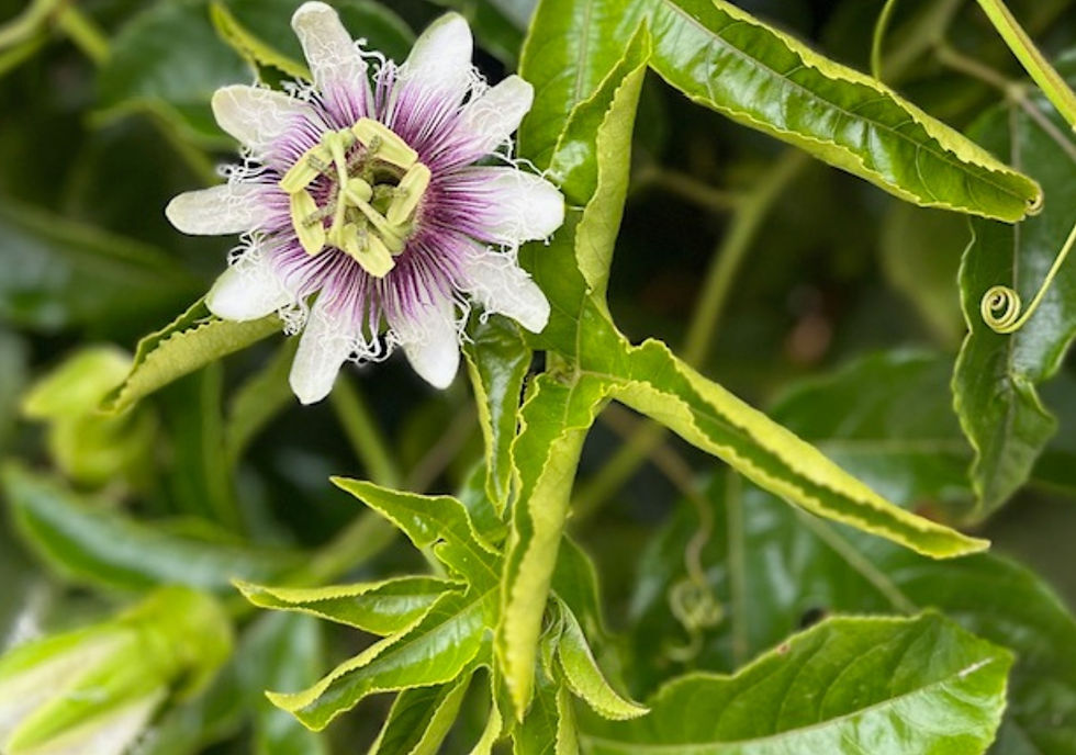  Purple Passion Fruit Flower 