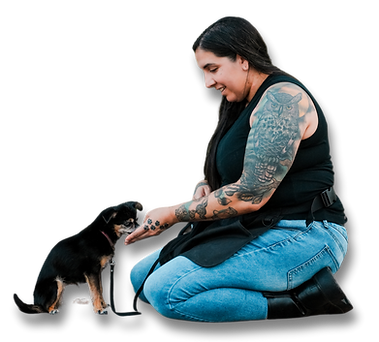 Dog sitting calmly after completing training program with Z Dog Training Academy in Simi Valley CA