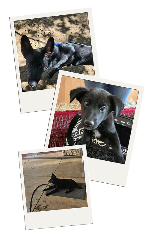 image of dogs in Westlake Village from a client testimonial