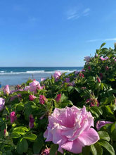 Summer Roses