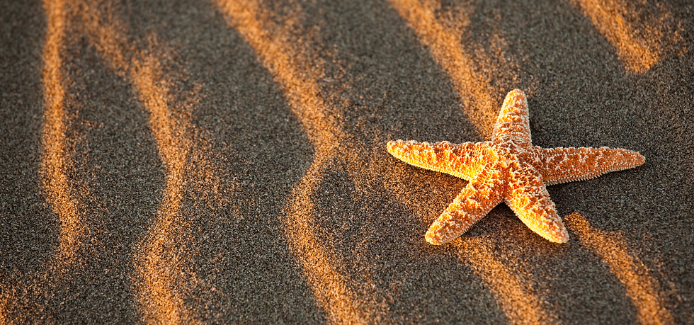 Sea Star