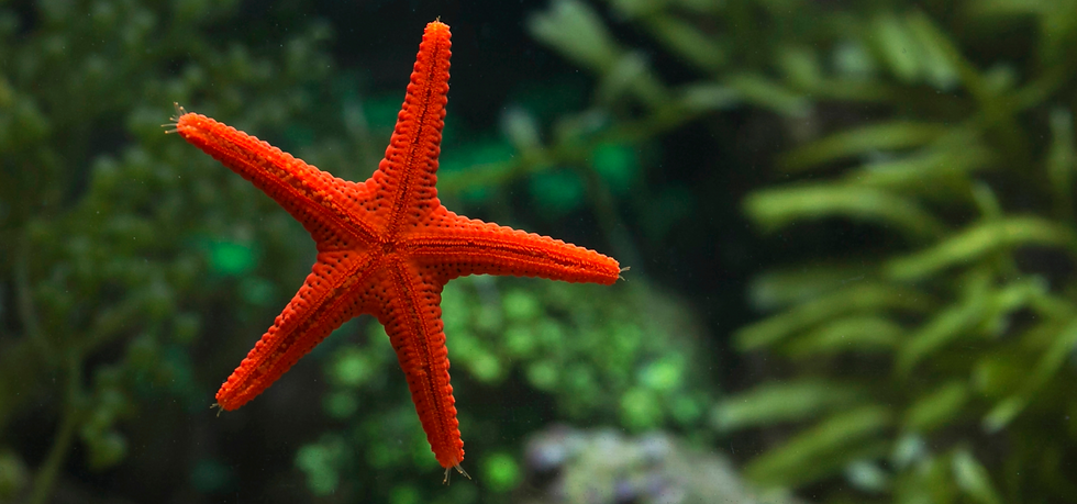 Sea Star