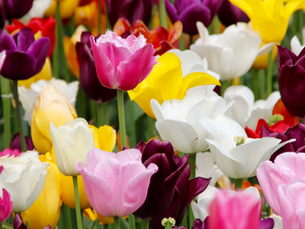 Spring Romance