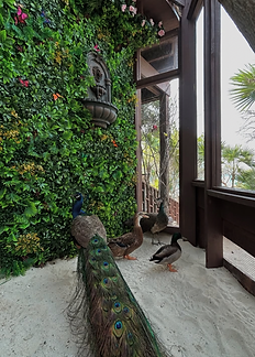 Peacocks Rose Island