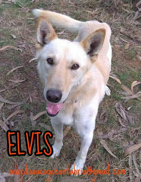 ELVIS