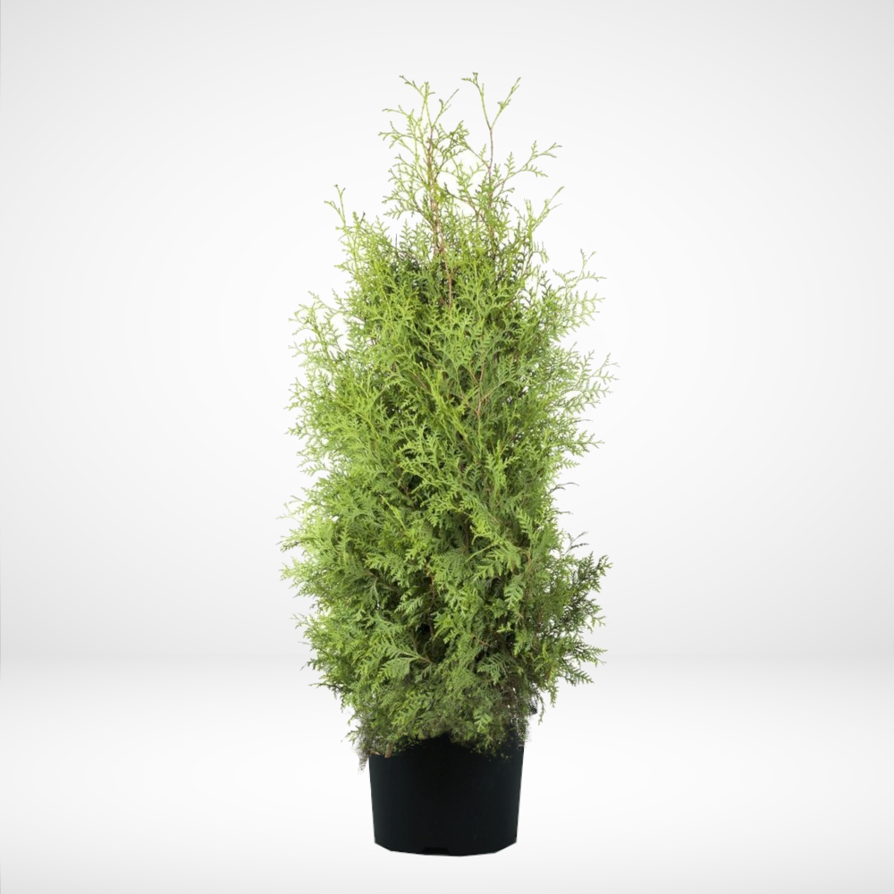 Irish Garden Trees | Green hedge plants, thuja, evergreen shrubs | Ireland