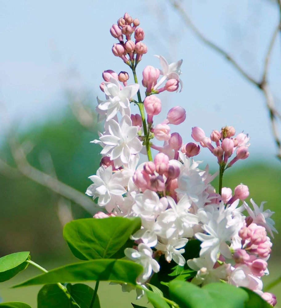 Fast growing flowering shrub coldproof