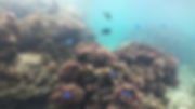 IMG_1360.jpeg