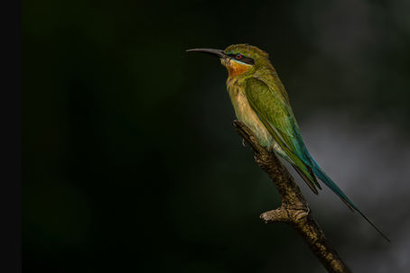 Erfolge unserer Mitglieder bei der Naturfreunde Landesmeisterschaft