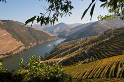 Fotografia de vinhos no Douro