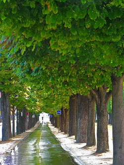 França - Paris, Campo Elísios