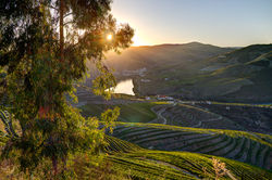 Fotografia de vinhos no Douro
