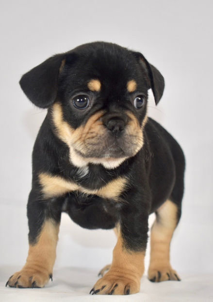 Purebred French Bulldog Black & Tan Available for Adoption