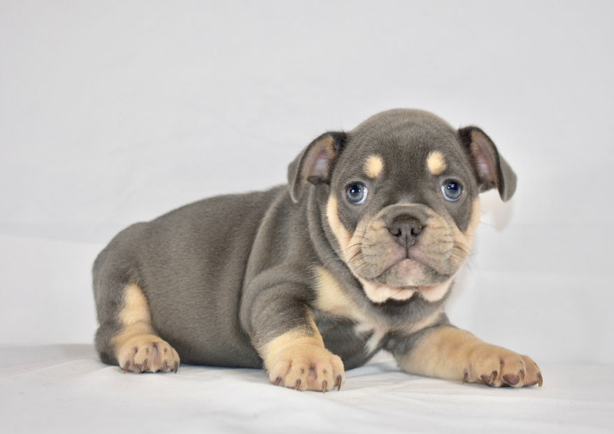 Purebred French Bulldog Isabella & Tan Available for Adoption
