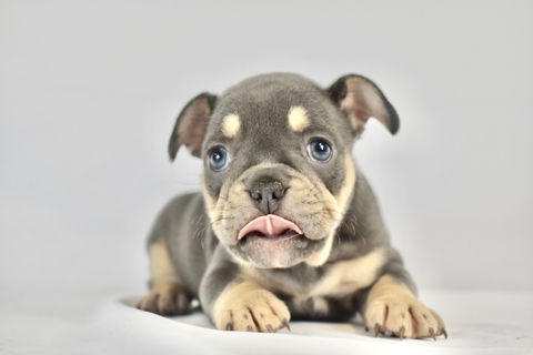 Gabby - Isabella & Tan French Bulldog Puppy