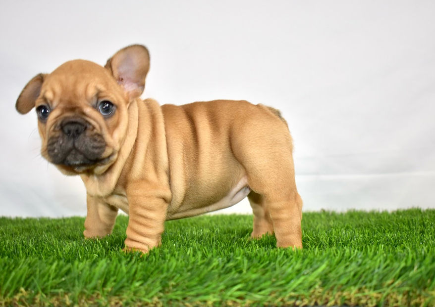 Purebred French Bulldog Red Fawn Available for Adoption