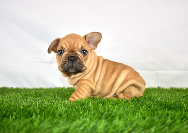 Purebred French Bulldog Red Fawn Available for Adoption