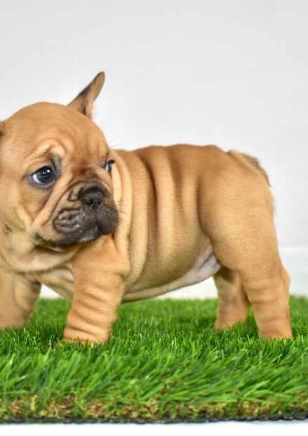 Purebred French Bulldog Red Fawn Available for Adoption
