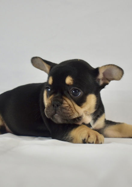 Purebred French Bulldog Black & Tan Available for Adoption