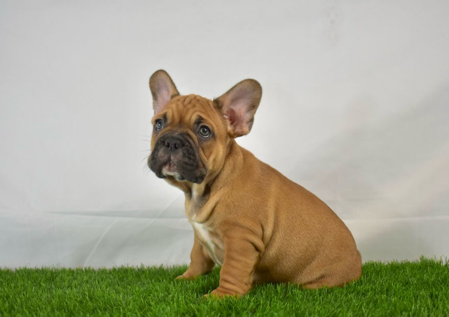 Purebred French Bulldog Black Masked Sable
