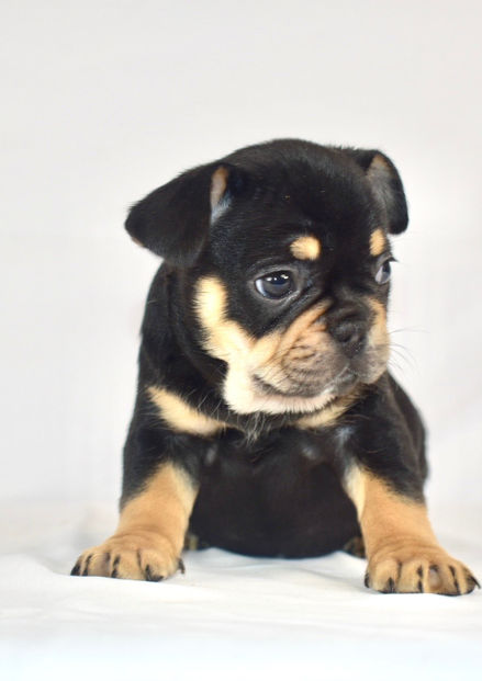 Purebred French Bulldog Black & Tan Available for Adoption