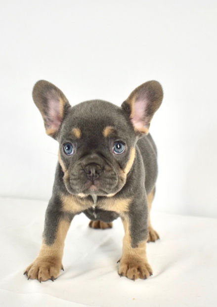 Purebred French Bulldog Isabella & Tan Available for Adoption