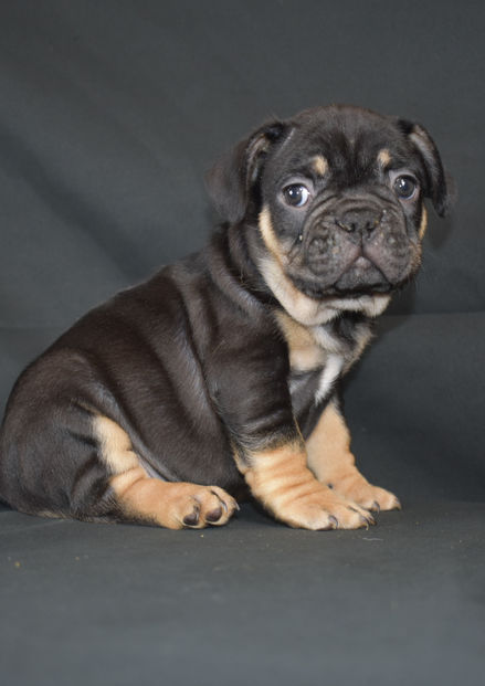 Purebred French Bulldog Black & Tan Available for Adoption