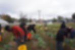 EMBODI Service Day