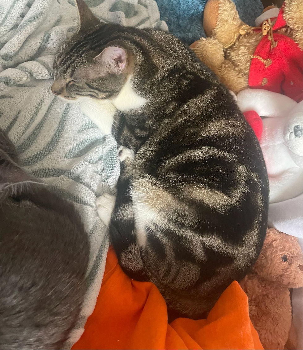 WhatsApp Image 2026-01-26 at 16.20.11.jpeg