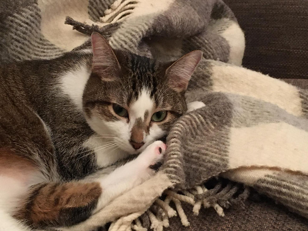 WhatsApp Image 2026-02-25 at 09.27.23 (3).jpeg