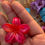 Thumbnail: Red Small Frangipani/Champa Flower Claw Clip