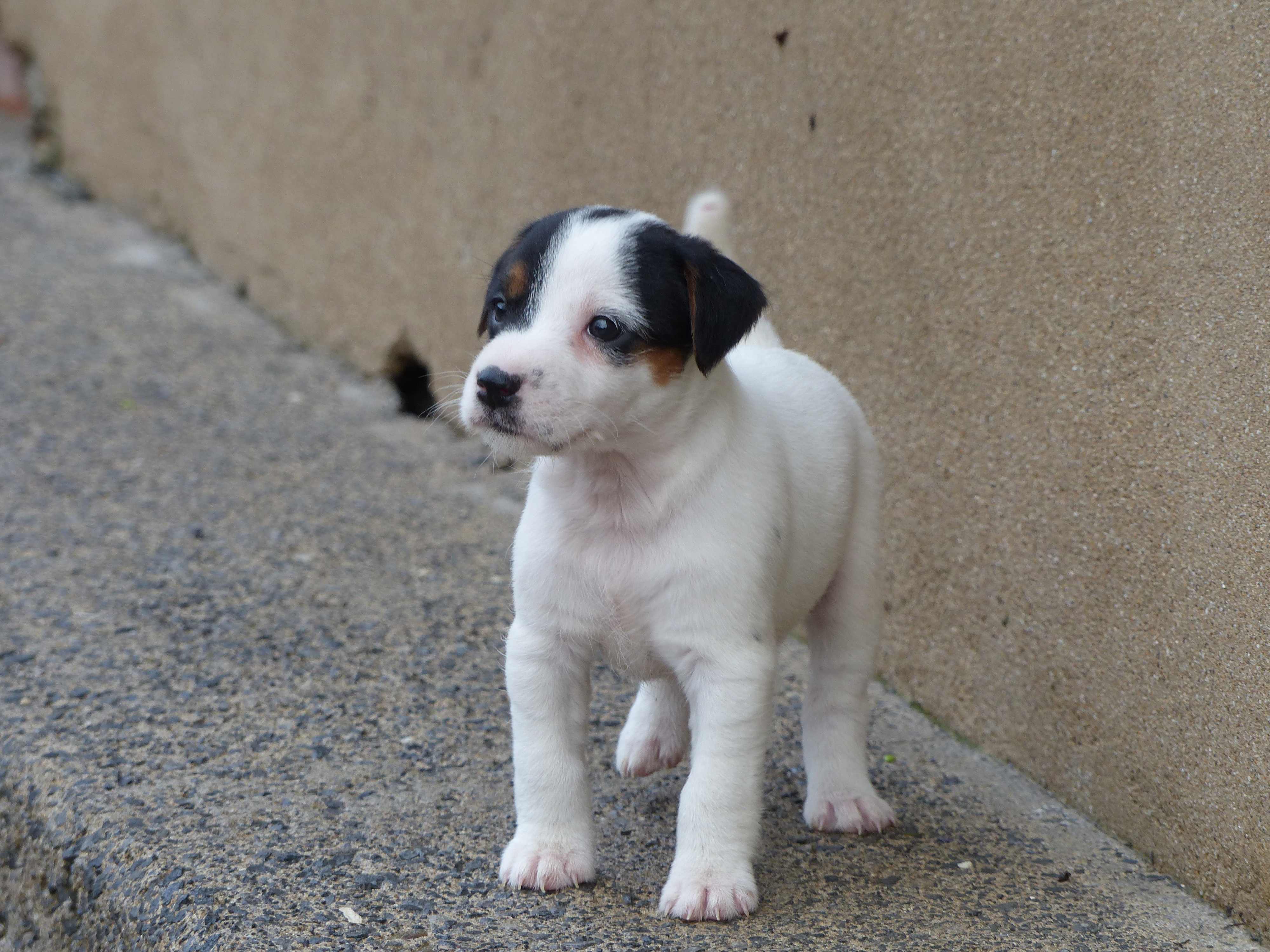 foxwarren jack russell for sale