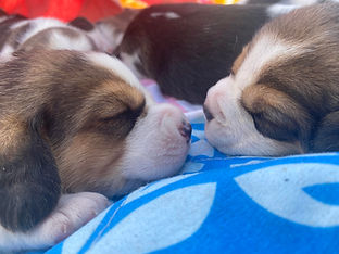 thornie litter pups.jpg