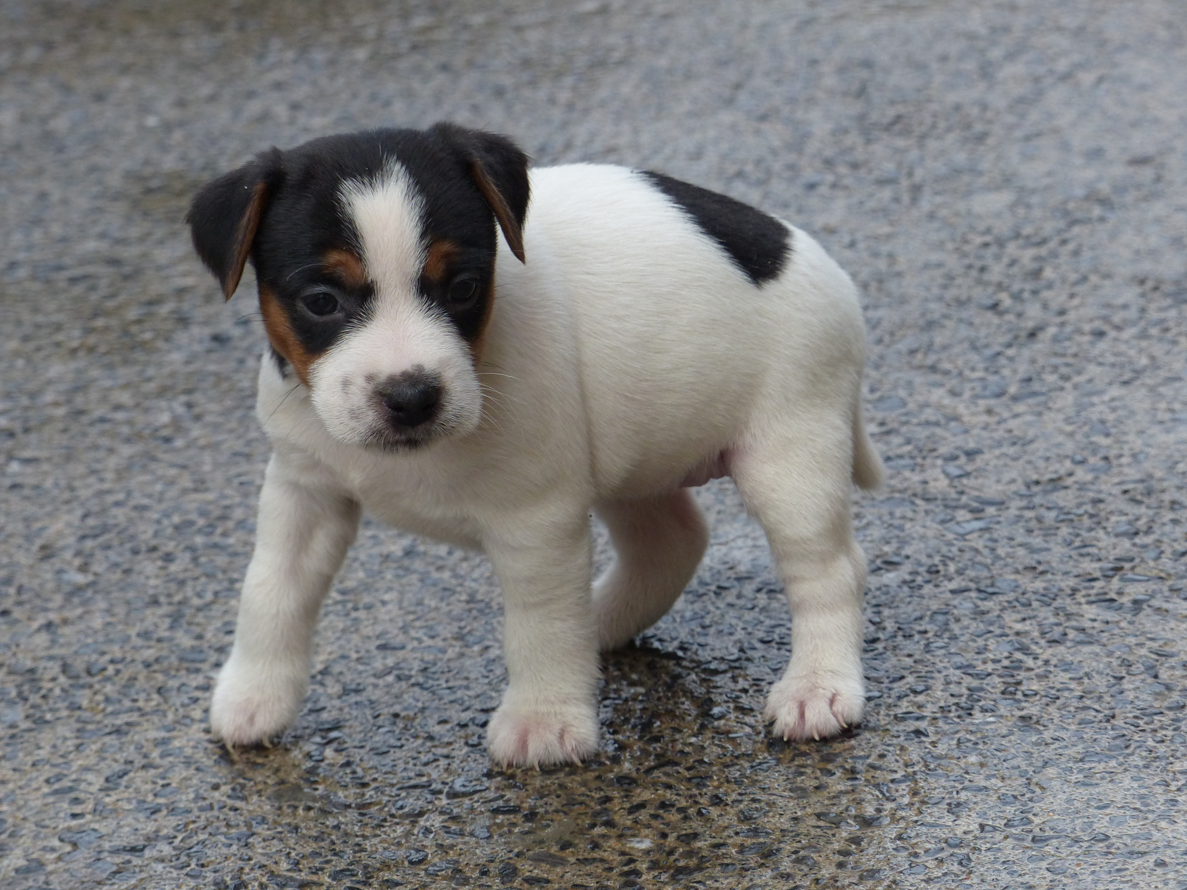 foxwarren jack russell for sale