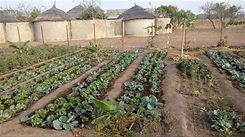 parcelles légumes irriguées.jpg