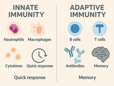 The Immune System’s Surprising Role in Catatonia