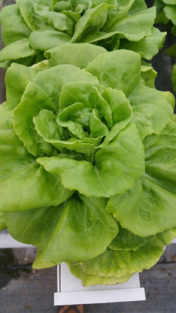 Aquaponic Lettuce