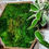 Thumbnail: Moss Hexagon