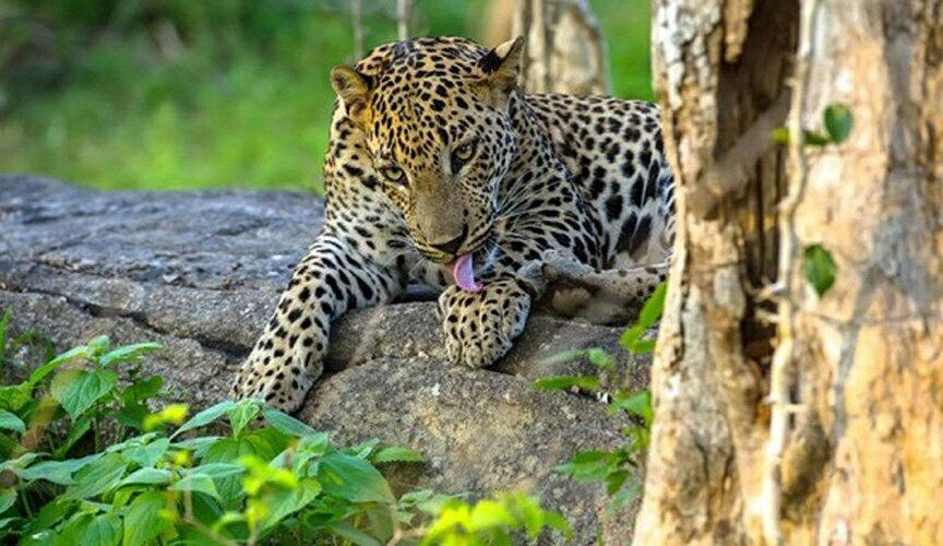 yala-national-park-