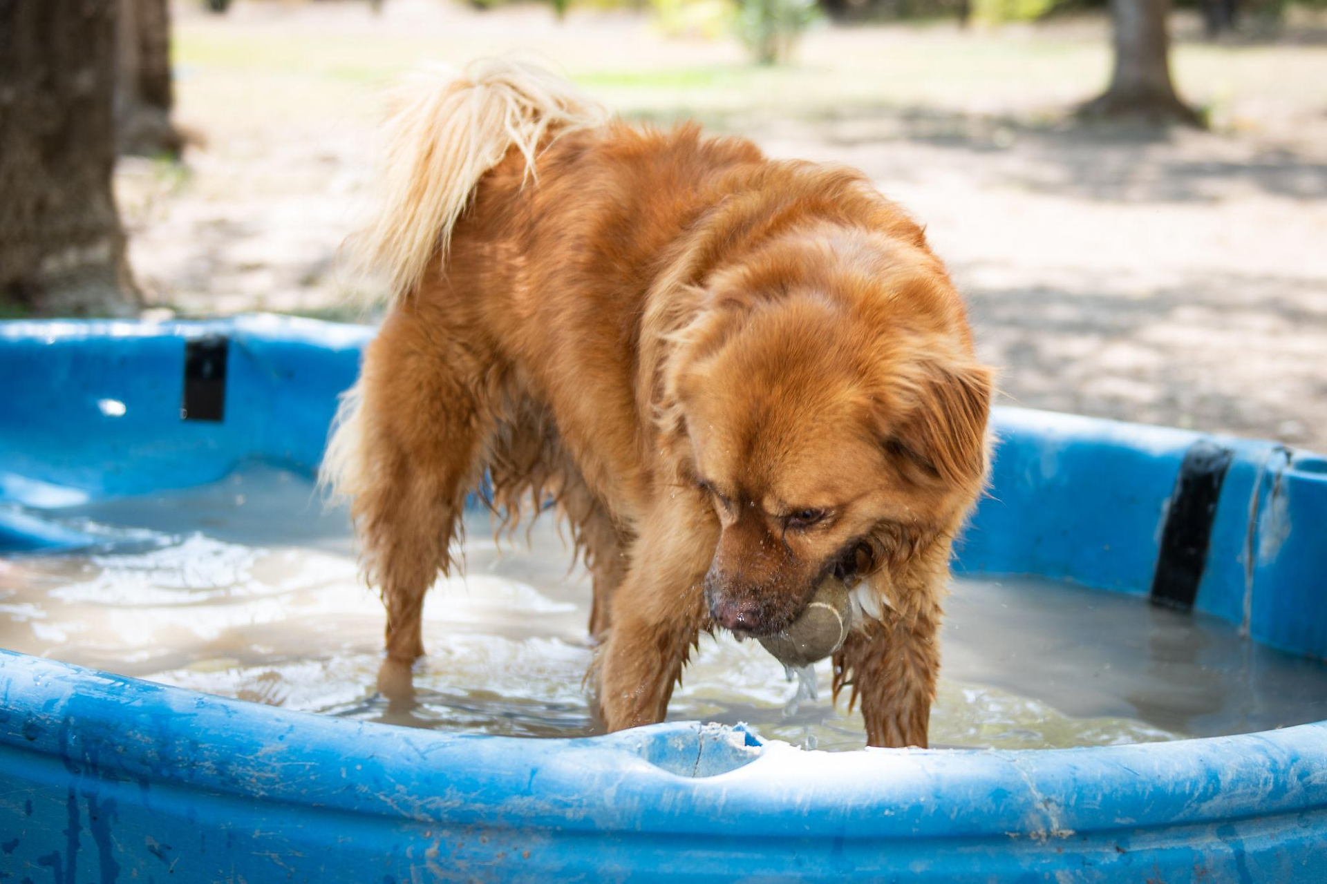 A dog enjoys in a pool