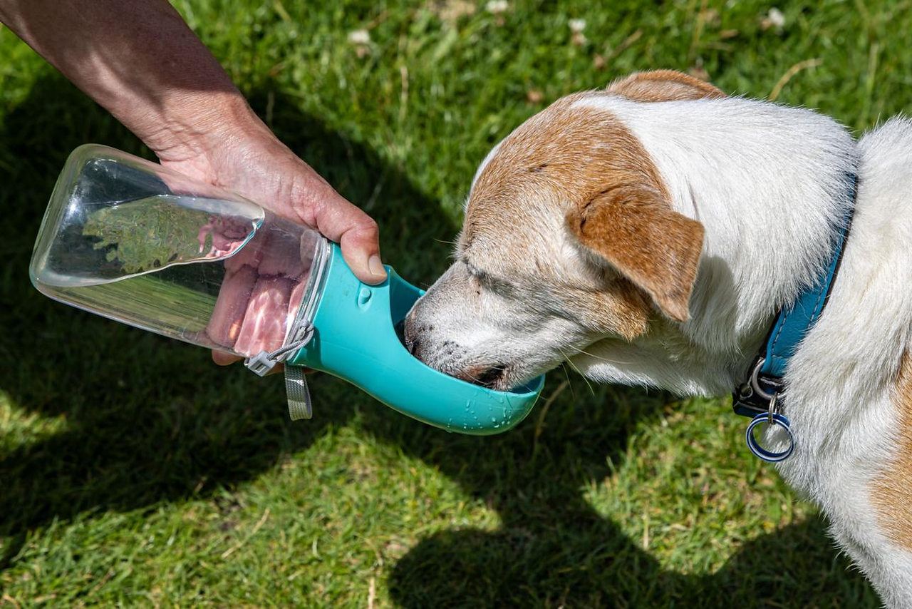 A dog drinks from a water bottle