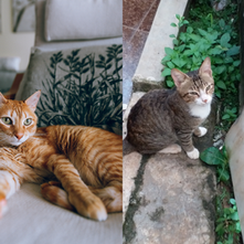 An indoor cat sleeping on sofa, an outdoor cat roaming around