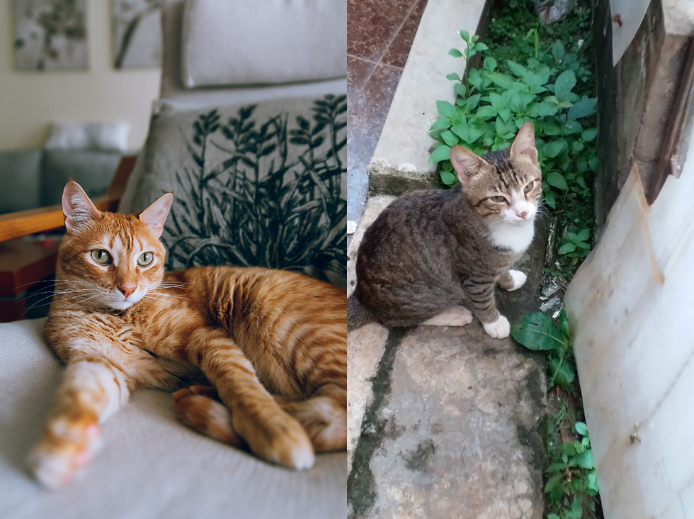 An indoor cat sleeping on sofa, an outdoor cat roaming around