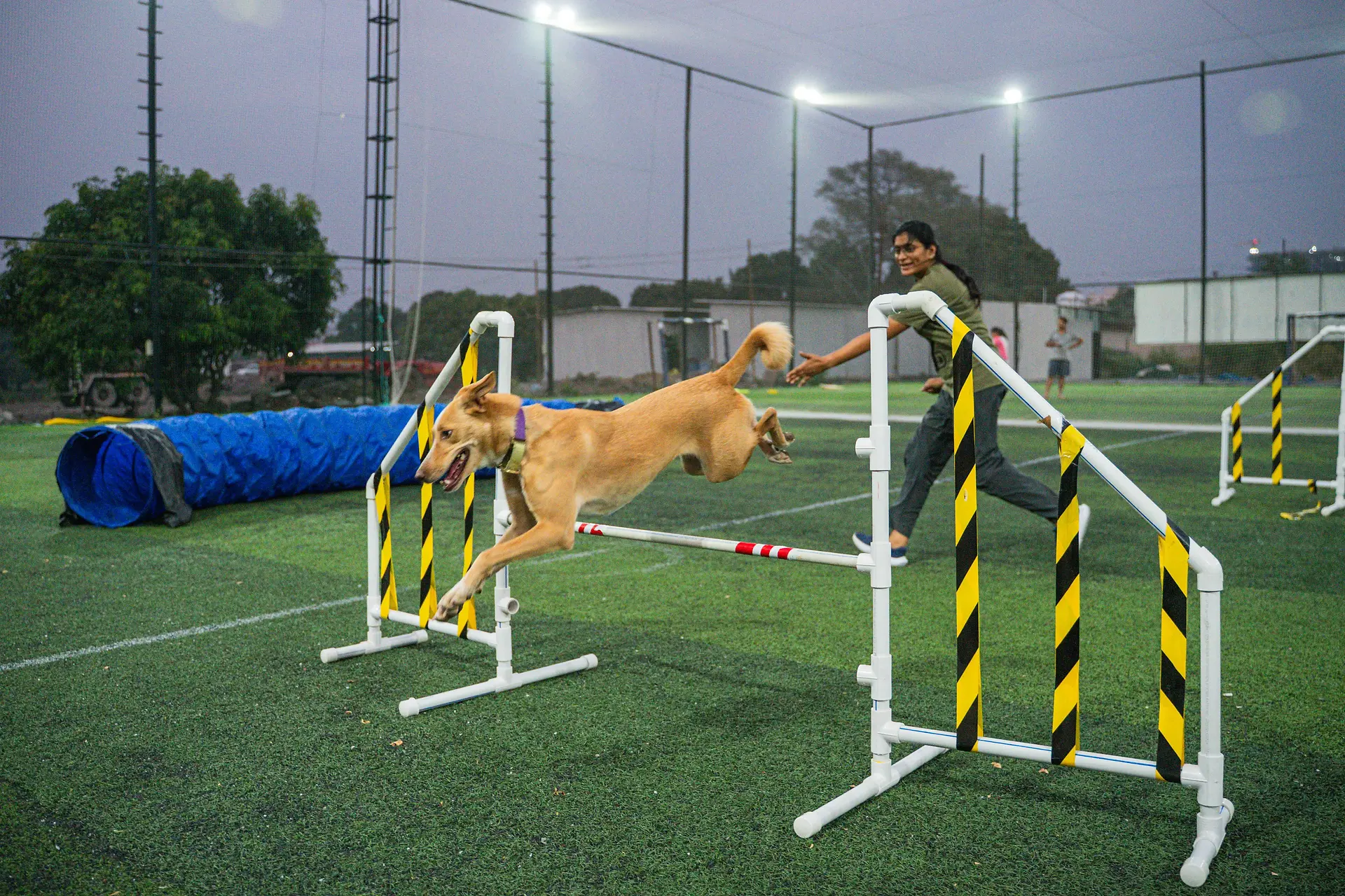 Juno jumps over a hurdle