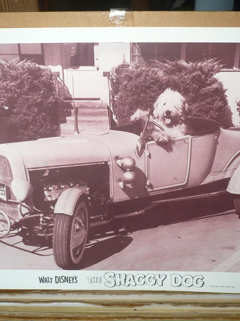 Shaggy Dog, an old English sheepdog, in a vintage car