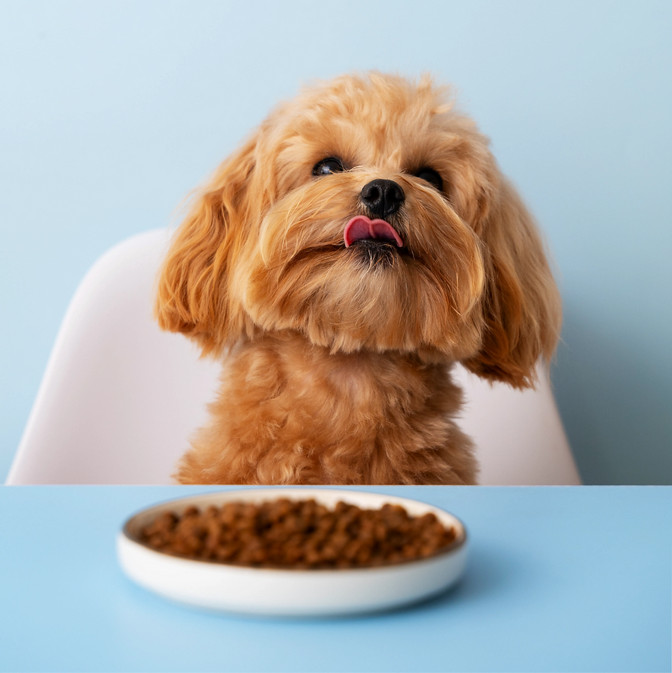 A puppy dog waits silently to eat