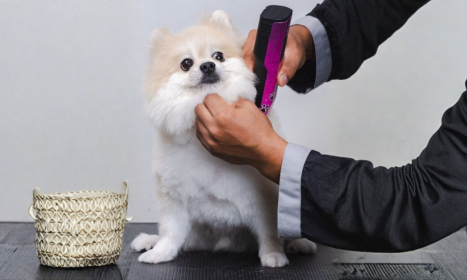 A small dog gets its hair trimmed