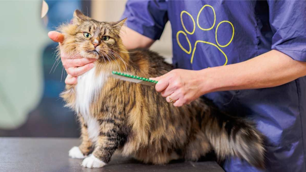 Grooming a Maine Coon cat 