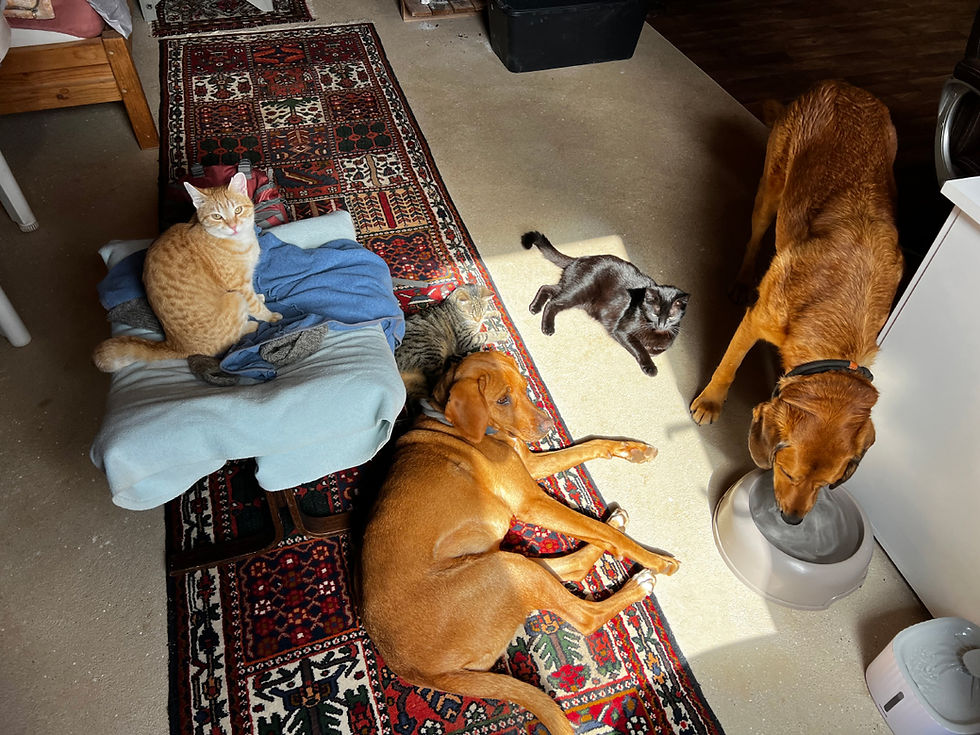 A calm and understanding family of cats and dogs