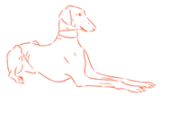 Outline of a Greyhound in orange